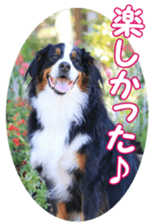 BerneseFan sticker #15603413