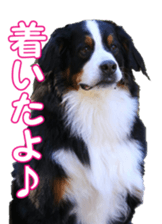 BerneseFan sticker #15603414