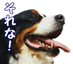 BerneseFan sticker #15603415