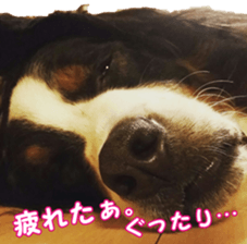 BerneseFan sticker #15603416