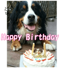 BerneseFan sticker #15603417