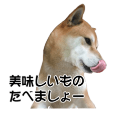 A-chan of Shibainu 9(Healing) sticker #15603458