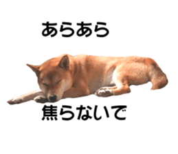A-chan of Shibainu 9(Healing) sticker #15603461