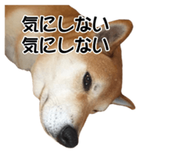 A-chan of Shibainu 9(Healing) sticker #15603466