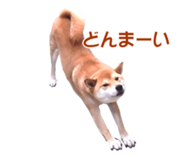 A-chan of Shibainu 9(Healing) sticker #15603469