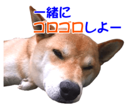 A-chan of Shibainu 9(Healing) sticker #15603470