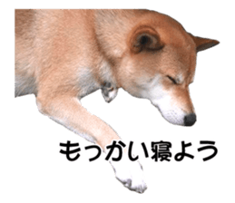 A-chan of Shibainu 9(Healing) sticker #15603471