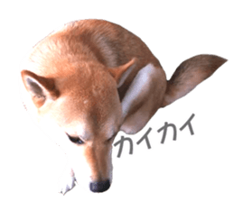 A-chan of Shibainu 9(Healing) sticker #15603473
