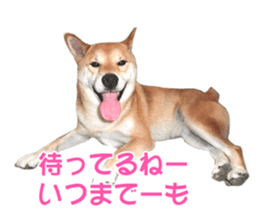 A-chan of Shibainu 9(Healing) sticker #15603474