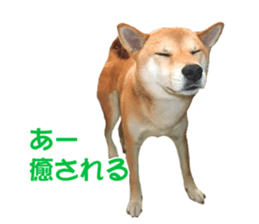 A-chan of Shibainu 9(Healing) sticker #15603475