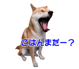 A-chan of Shibainu 9(Healing) sticker #15603476