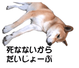 A-chan of Shibainu 9(Healing) sticker #15603477