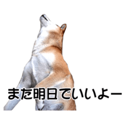 A-chan of Shibainu 9(Healing) sticker #15603479