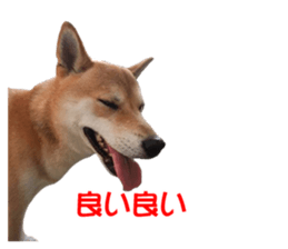 A-chan of Shibainu 9(Healing) sticker #15603481