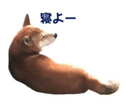 A-chan of Shibainu 9(Healing) sticker #15603482