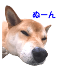 A-chan of Shibainu 9(Healing) sticker #15603483