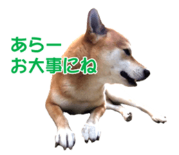 A-chan of Shibainu 9(Healing) sticker #15603484