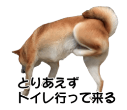 A-chan of Shibainu 9(Healing) sticker #15603485