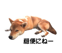 A-chan of Shibainu 9(Healing) sticker #15603487