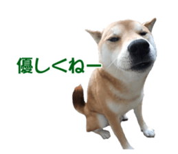 A-chan of Shibainu 9(Healing) sticker #15603488