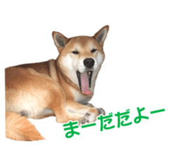 A-chan of Shibainu 9(Healing) sticker #15603489