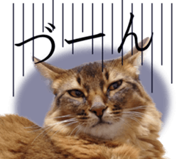 -Live action version-Somari no Gachan sticker #15604716