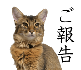 -Live action version-Somari no Gachan sticker #15604722