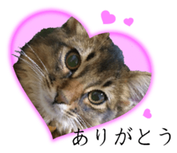 -Live action version-Somari no Gachan sticker #15604727