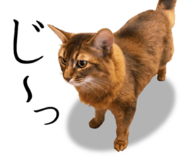 -Live action version-Somari no Gachan sticker #15604732