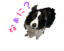 The Border Collie Hitomi's feeling. sticker #15605010
