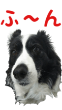 The Border Collie Hitomi's feeling. sticker #15605011