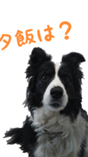 The Border Collie Hitomi's feeling. sticker #15605012