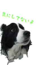 The Border Collie Hitomi's feeling. sticker #15605013