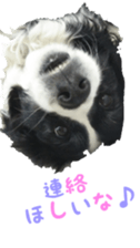 The Border Collie Hitomi's feeling. sticker #15605014