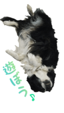 The Border Collie Hitomi's feeling. sticker #15605015