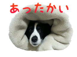 The Border Collie Hitomi's feeling. sticker #15605016