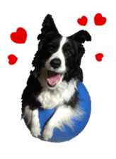 The Border Collie Hitomi's feeling. sticker #15605017