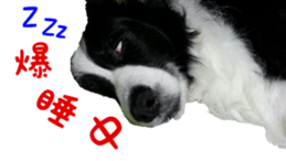The Border Collie Hitomi's feeling. sticker #15605018
