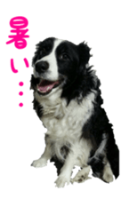 The Border Collie Hitomi's feeling. sticker #15605019