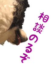 The Border Collie Hitomi's feeling. sticker #15605020