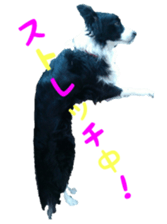 The Border Collie Hitomi's feeling. sticker #15605021
