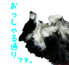 The Border Collie Hitomi's feeling. sticker #15605022