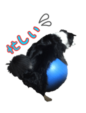 The Border Collie Hitomi's feeling. sticker #15605023