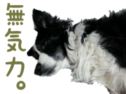 The Border Collie Hitomi's feeling. sticker #15605024