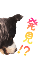 The Border Collie Hitomi's feeling. sticker #15605025