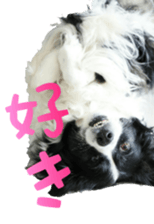 The Border Collie Hitomi's feeling. sticker #15605026