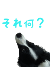 The Border Collie Hitomi's feeling. sticker #15605027