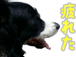 The Border Collie Hitomi's feeling. sticker #15605028