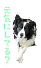 The Border Collie Hitomi's feeling. sticker #15605029