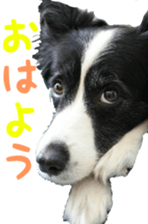 The Border Collie Hitomi's feeling. sticker #15605030